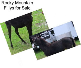 Rocky Mountain Fillys for Sale