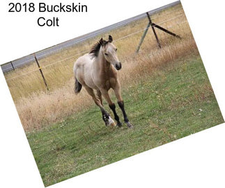 2018 Buckskin Colt