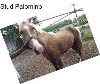 Stud Palomino