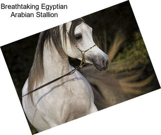 Breathtaking Egyptian Arabian Stallion