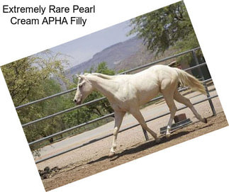 Extremely Rare Pearl Cream APHA Filly