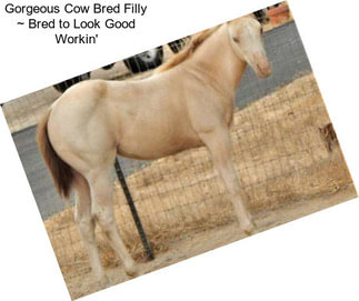 Gorgeous Cow Bred Filly ~ Bred to Look Good Workin\'