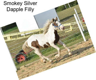 Smokey Silver Dapple Filly