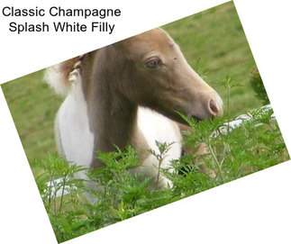 Classic Champagne Splash White Filly