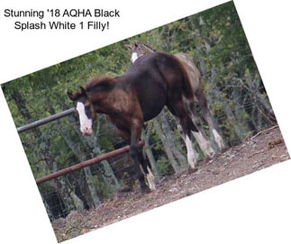 Stunning \'18 AQHA Black Splash White 1 Filly!