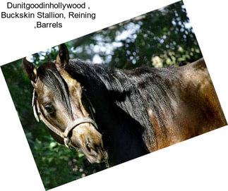 Dunitgoodinhollywood , Buckskin Stallion, Reining ,Barrels