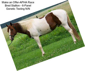 Make an Offer-APHA Race Bred Stallion - 6-Panel Genetic Testing N/N