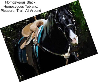 Homozygous Black, Homozygous Tobiano, Pleasure, Trail, All Around