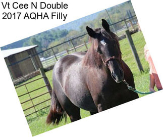 Vt Cee N Double 2017 AQHA Filly