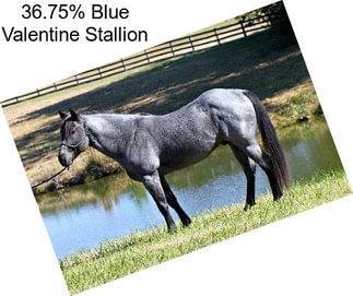 36.75% Blue Valentine Stallion