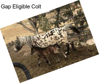 Gap Eligible Colt