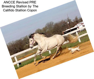 ANCCE Revised PRE Breeding Stallion by The Califido Stallion Copon