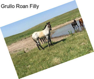 Grullo Roan Filly