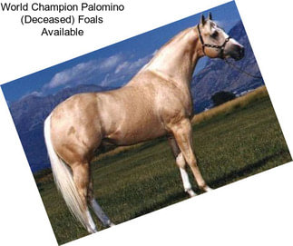 World Champion Palomino (Deceased) Foals Available