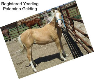 Registered Yearling Palomino Gelding