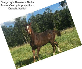 Stargazey\'s Romance De La Bonne Vie - by Imported Irish Draught Stallion