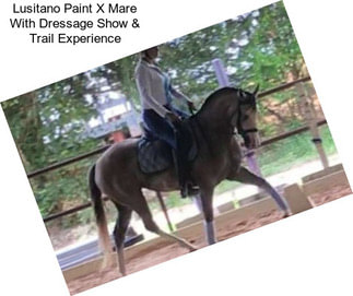 Lusitano Paint X Mare With Dressage Show & Trail Experience