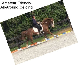 Amateur Friendly All-Around Gelding