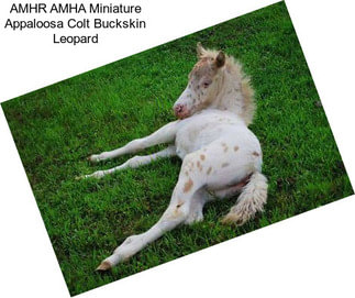 AMHR AMHA Miniature Appaloosa Colt Buckskin Leopard