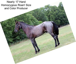 Nearly 17 Hand Homozygous Roan! Size and Color Producer