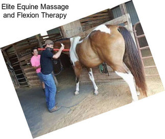 Elite Equine Massage and Flexion Therapy