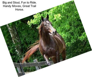 Big and Stout, Fun to Ride. Handy Moves, Great Trail Horse.