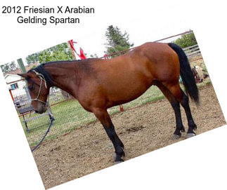 2012 Friesian X Arabian Gelding Spartan