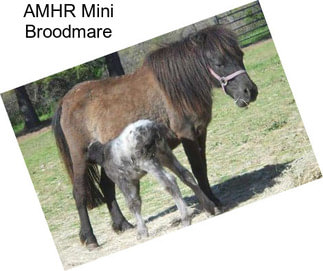 AMHR Mini Broodmare