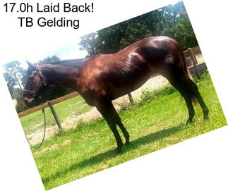 17.0h Laid Back! TB Gelding