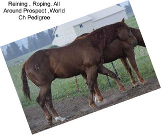 Reining , Roping, All Around Prospect ,World Ch Pedigree