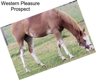 Western Pleasure Prospect