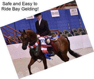 Safe and Easy to Ride Bay Gelding!