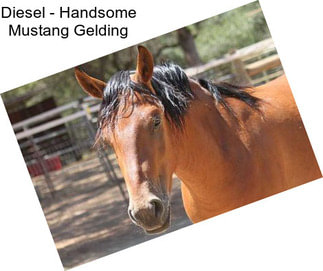 Diesel - Handsome Mustang Gelding