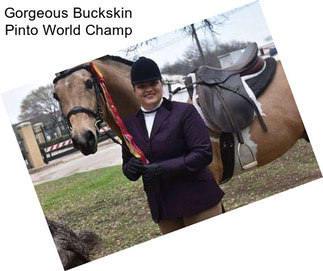 Gorgeous Buckskin Pinto World Champ