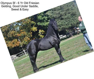 Olympus Sf - 6 Yr Old Friesian Gelding, Good Under Saddle, Sweet & Easy