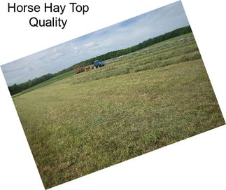 Horse Hay Top Quality