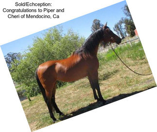 Sold/Echception: Congratulations to Piper and Cheri of Mendocino, Ca