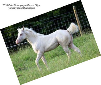 2018 Gold Champagne Overo Filly - Homozygous Champagne