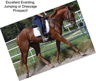 Excellent Eventing, Jumping or Dressage Prospect!