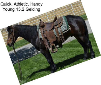 Quick, Athletic, Handy Young 13.2 Gelding