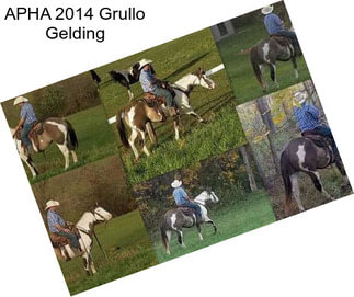 APHA 2014 Grullo Gelding