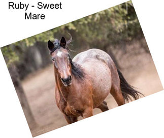 Ruby - Sweet Mare