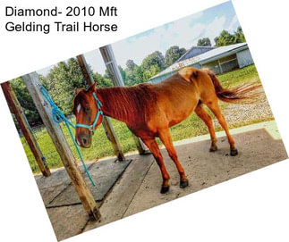 Diamond- 2010 Mft Gelding Trail Horse