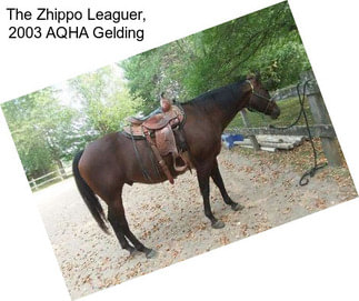 The Zhippo Leaguer, 2003 AQHA Gelding