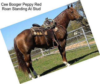 Cee Booger Peppy Red Roan Standing At Stud
