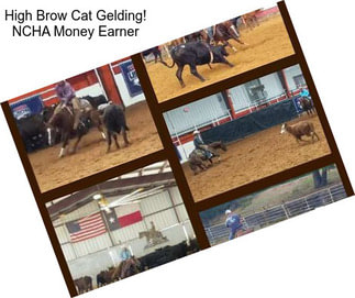 High Brow Cat Gelding! NCHA Money Earner