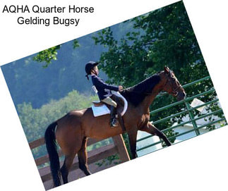 AQHA Quarter Horse Gelding Bugsy