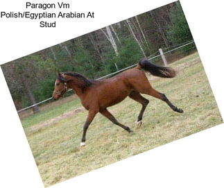 Paragon Vm Polish/Egyptian Arabian At Stud