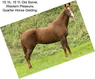 15.1h, 15 Yr Old Sorrel, Western Pleasure, Quarter Horse Gelding.