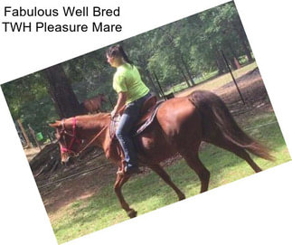 Fabulous Well Bred TWH Pleasure Mare